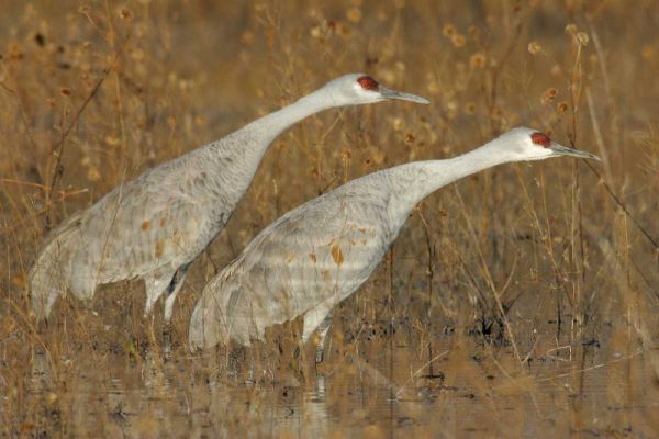New Mexico Two sandhill cranes in marsh